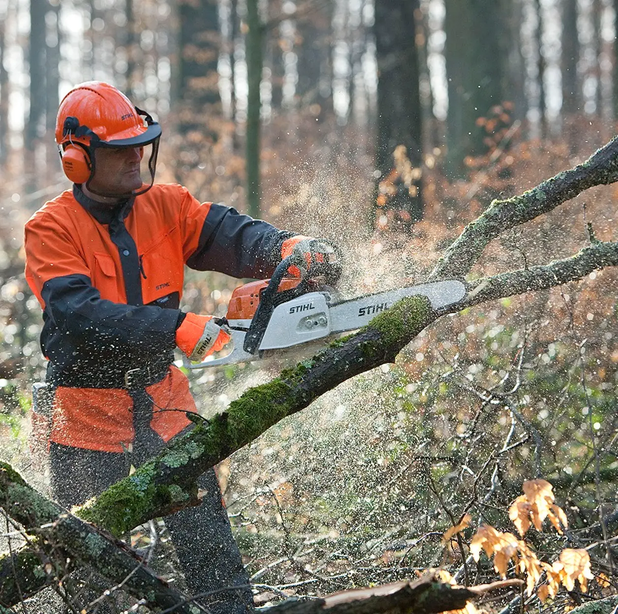 Forestal